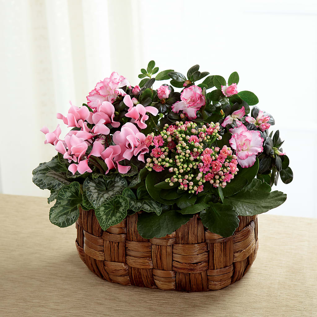 Pink Assortment – Rosasxyasmin, Phoenix AZ