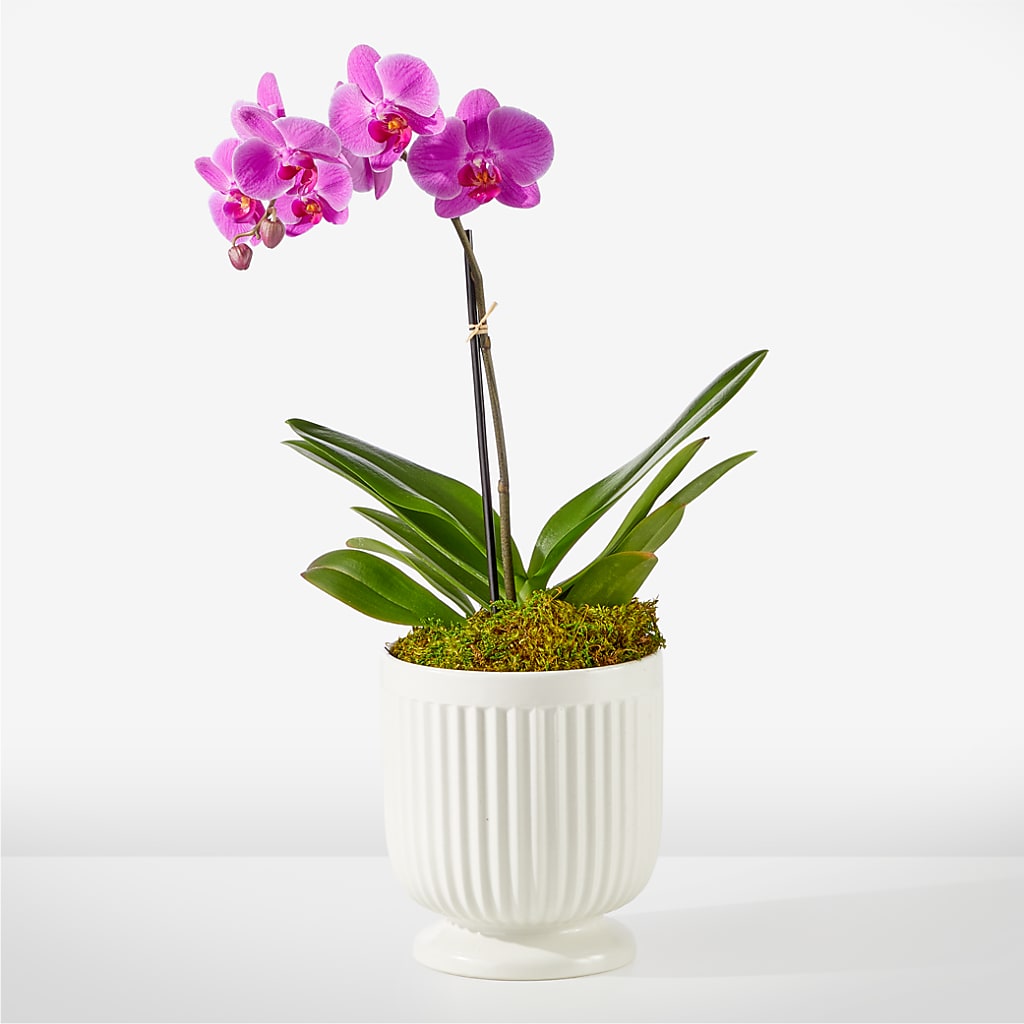 Friendly Fuchsia Orchid – Rosasxyasmin, Phoenix AZ