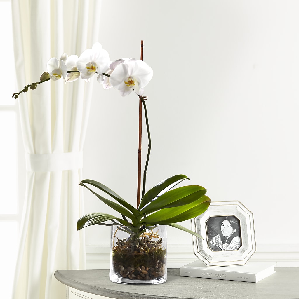 White Orchid Planter – Rosasxyasmin, Phoenix AZ