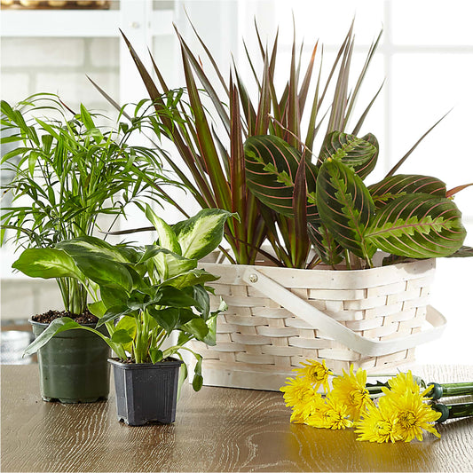 Florist Designed Blooming and Green Plants in a Basket –  Rosasxyasmin, Phoenix AZ