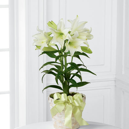 Easter Lily Plant –  Rosasxyasmin, Phoenix AZ