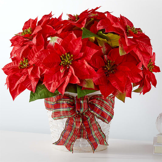 Happiest Holidays Poinsettia –  Rosasxyasmin, Phoenix AZ