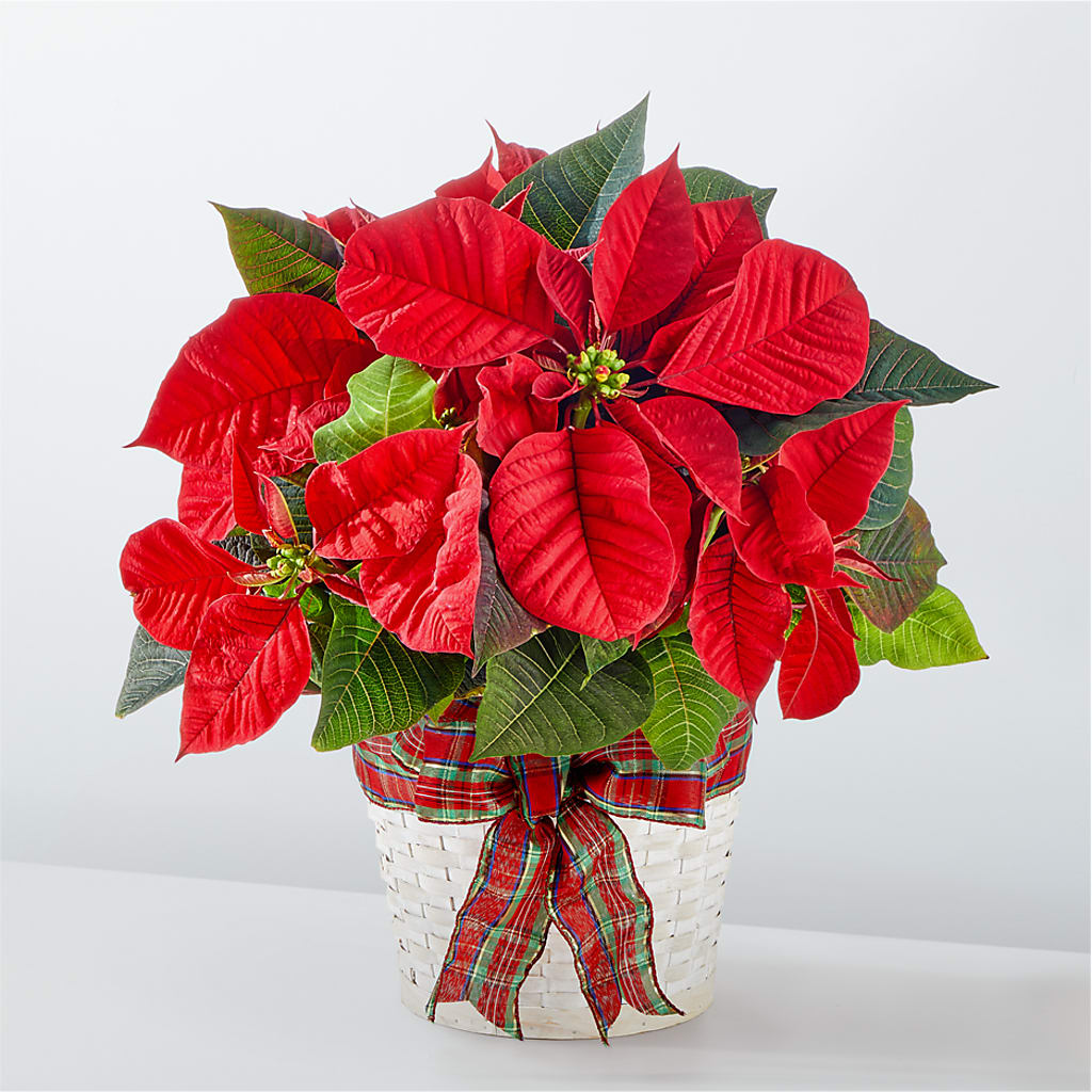 Happiest Holidays Poinsettia –  Rosasxyasmin, Phoenix AZ