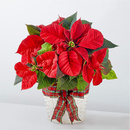 Happiest Holidays Poinsettia –  Rosasxyasmin, Phoenix AZ