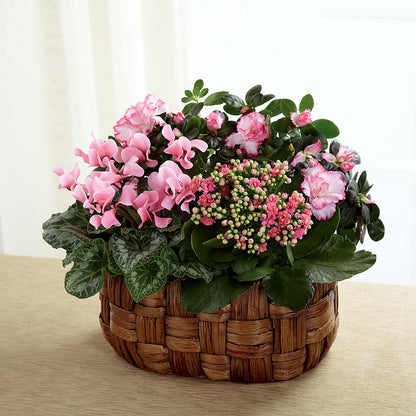 Pink Assortment –  Rosasxyasmin, Phoenix AZ