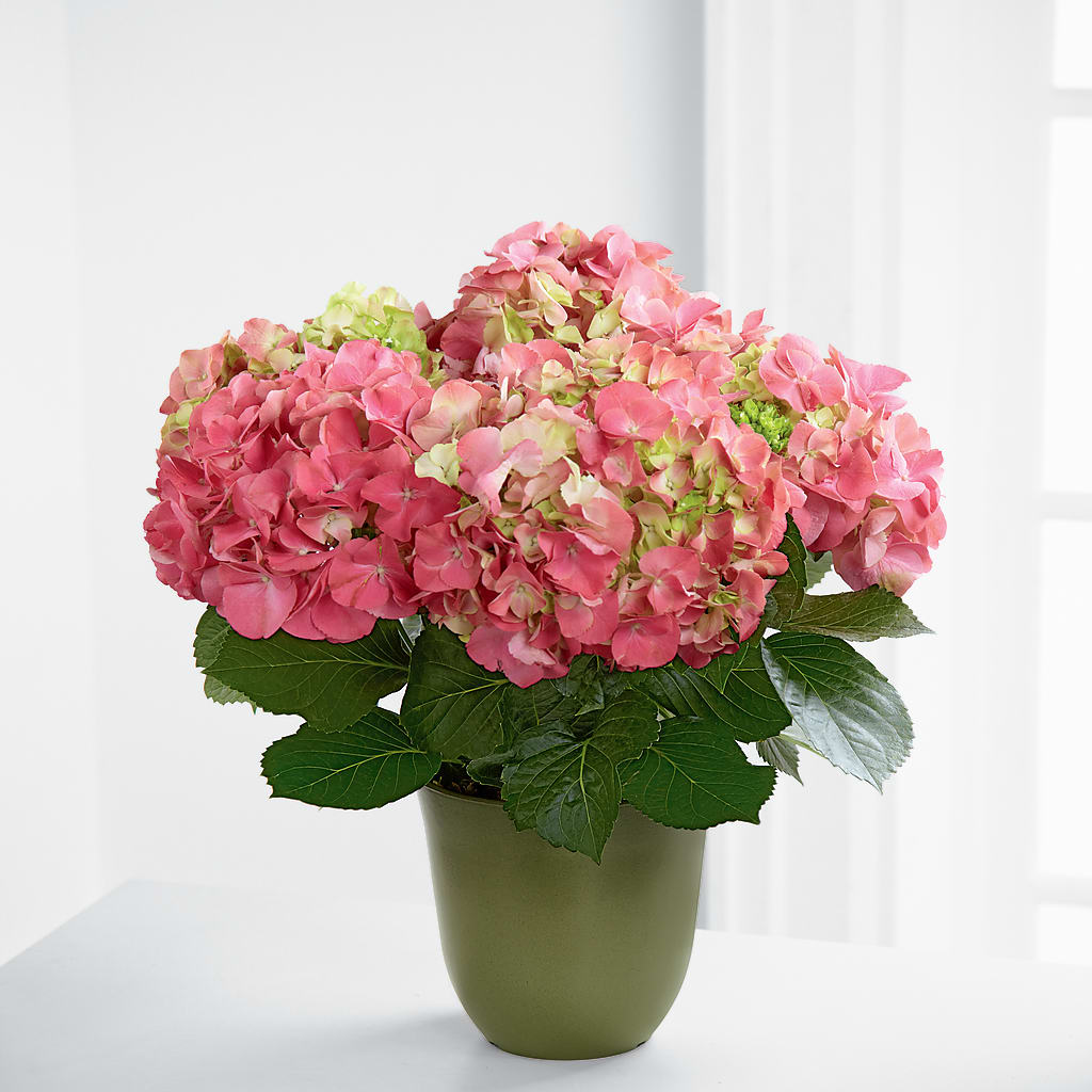 Pink Hydrangea Planter –  Rosasxyasmin, Phoenix AZ