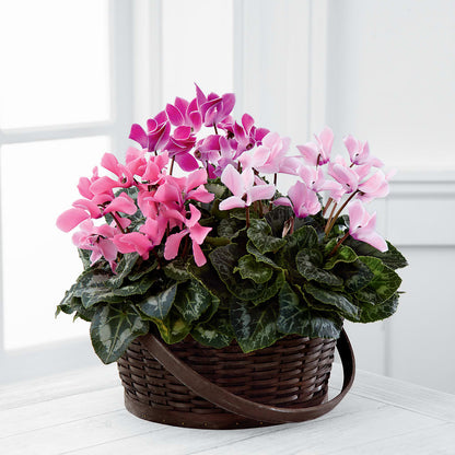 Mixed Cyclamen Planter –  Rosasxyasmin, Phoenix AZ