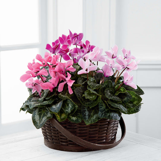 Mixed Cyclamen Planter –  Rosasxyasmin, Phoenix AZ