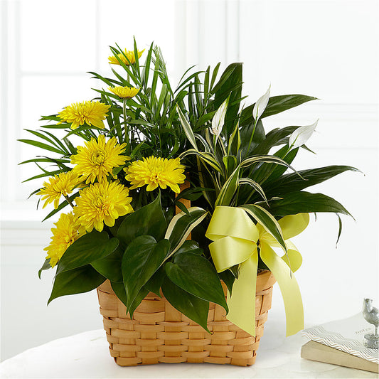 Loving Light Dishgarden –  Rosasxyasmin, Peoria AZ
