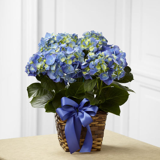 Blue Hydrangea Planter –  Rosasxyasmin, Phoenix AZ