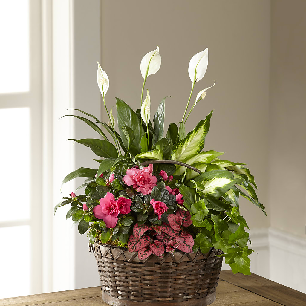 Dream in Pink Dishgarden –  Rosasxyasmin, Phoenix AZ