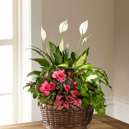 Dream in Pink Dishgarden –  Rosasxyasmin, Phoenix AZ