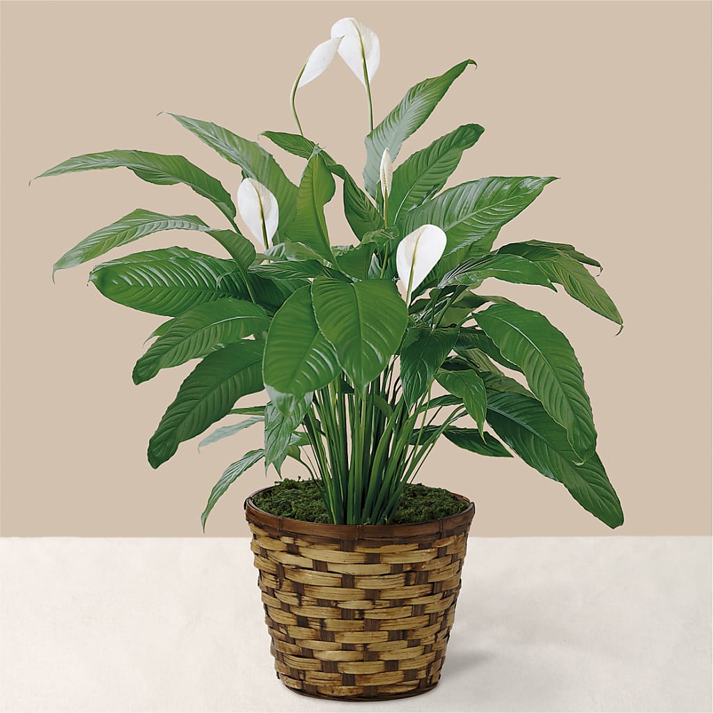 Tranquil Moments Peace Lily Plant –  Rosasxyasmin, Peoria AZ