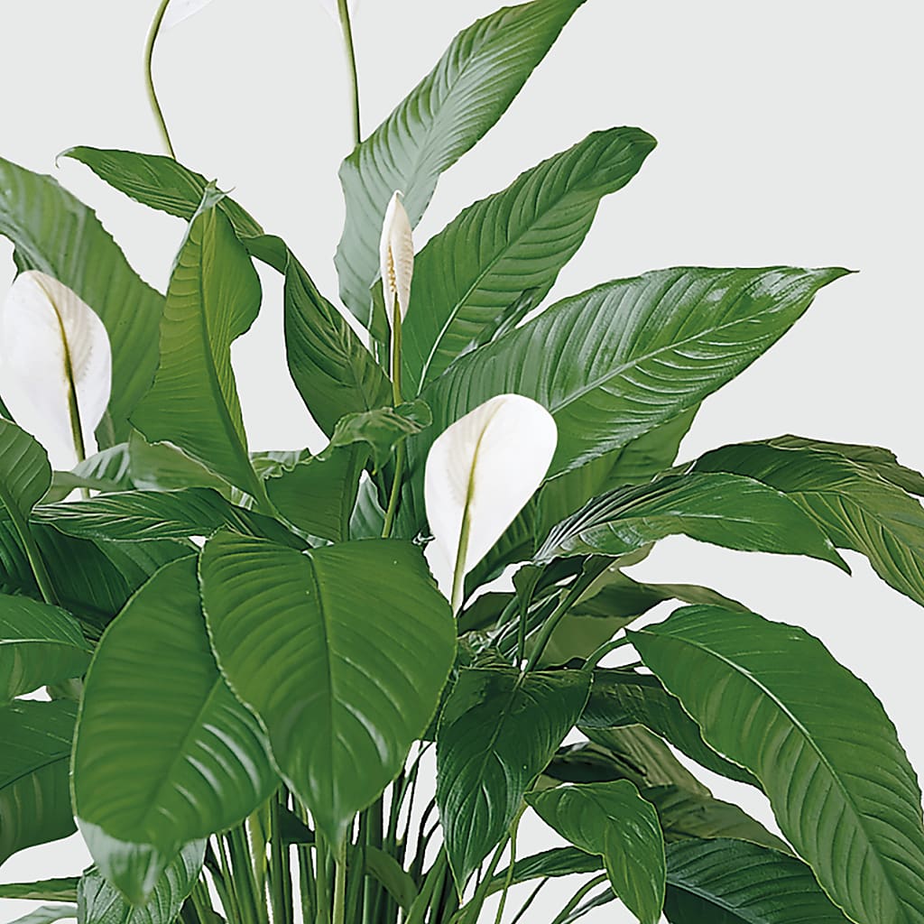 Tranquil Moments Peace Lily Plant –  Rosasxyasmin, Peoria AZ