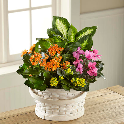 Color Crush Dishgarden –  Rosasxyasmin, Phoenix AZ