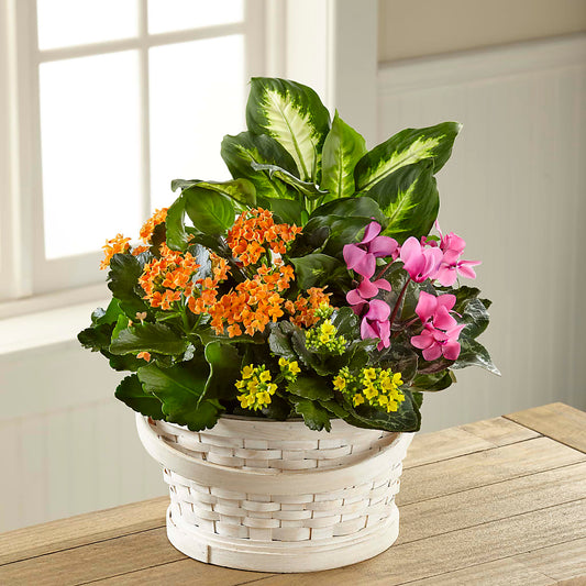 Color Crush Dishgarden –  Rosasxyasmin, Phoenix AZ