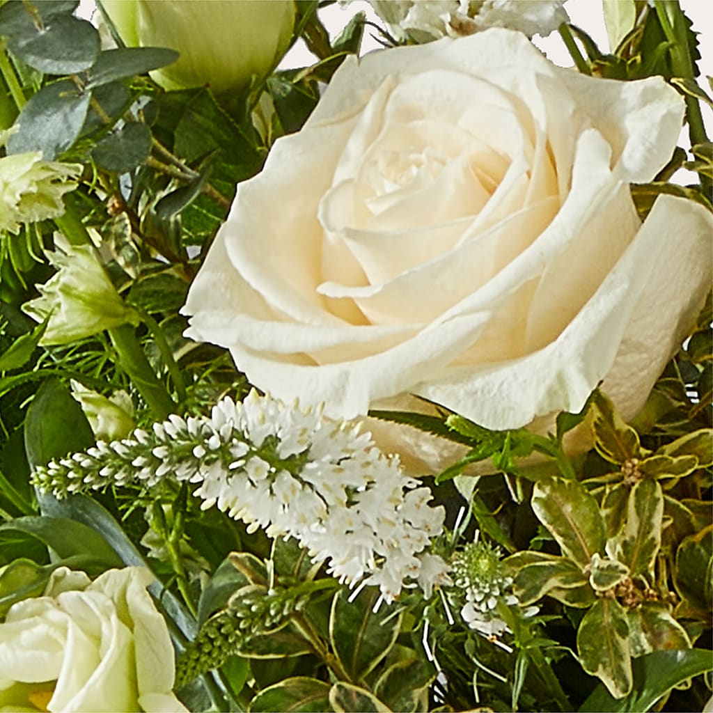 Cashmere Bouquet –  Rosasxyasmin, Peoria AZ