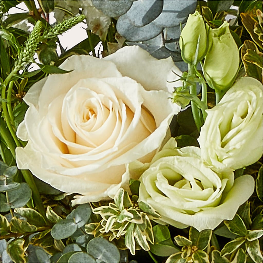 Cashmere Bouquet –  Rosasxyasmin, Peoria AZ