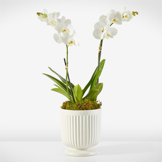 Whispering White Orchid –  Rosasxyasmin, Phoenix AZ
