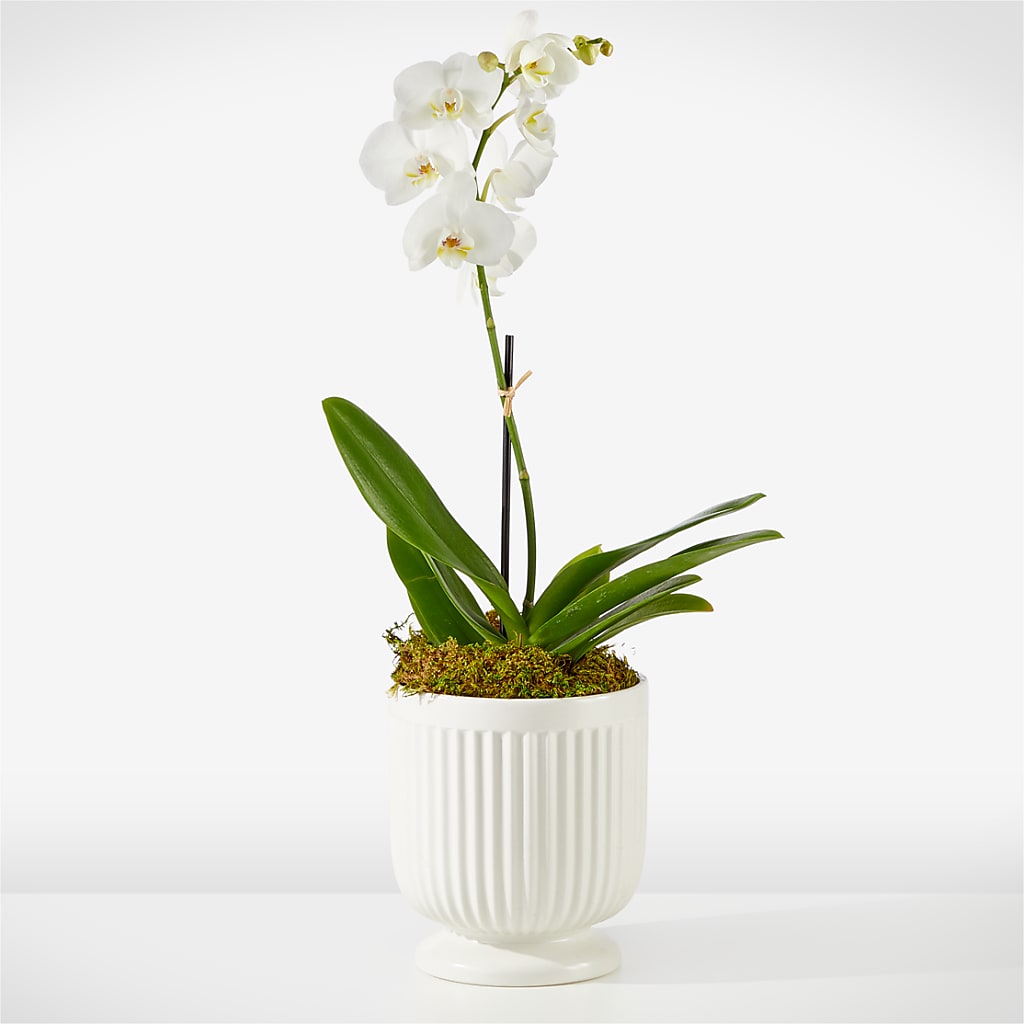 Whispering White Orchid –  Rosasxyasmin, Phoenix AZ