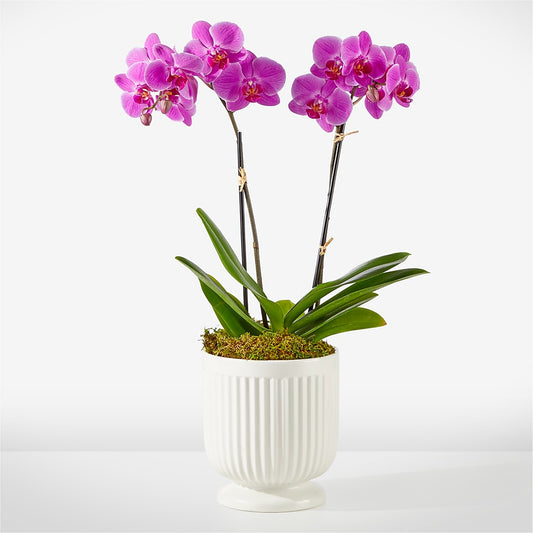 Friendly Fuchsia Orchid –  Rosasxyasmin, Phoenix AZ