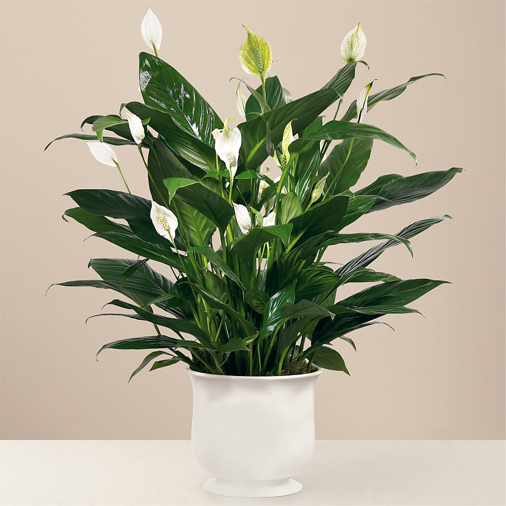 Comfort Planter –  Rosasxyasmin, Phoenix AZ