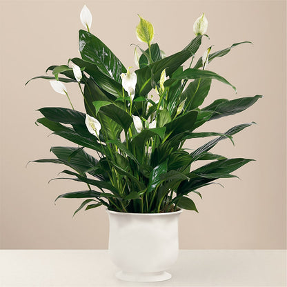 Comfort Planter –  Rosasxyasmin, Phoenix AZ