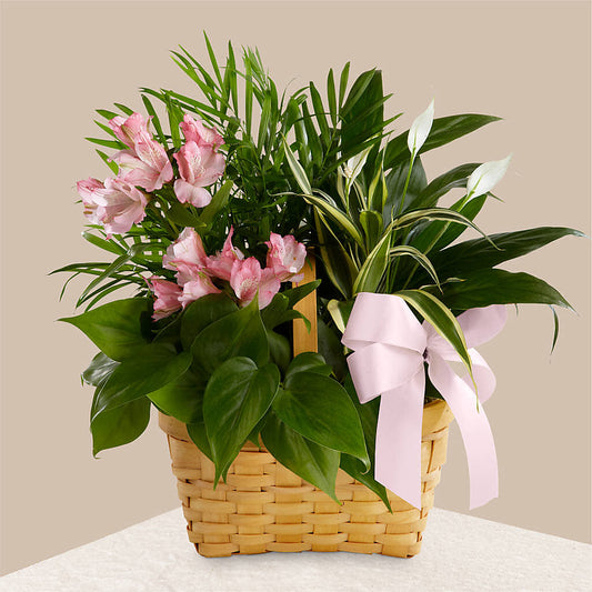 Living Spirit Dishgarden –  Rosasxyasmin, Peoria AZ