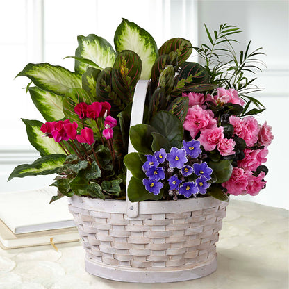 Peaceful Garden Planter –  Rosasxyasmin, Phoenix AZ