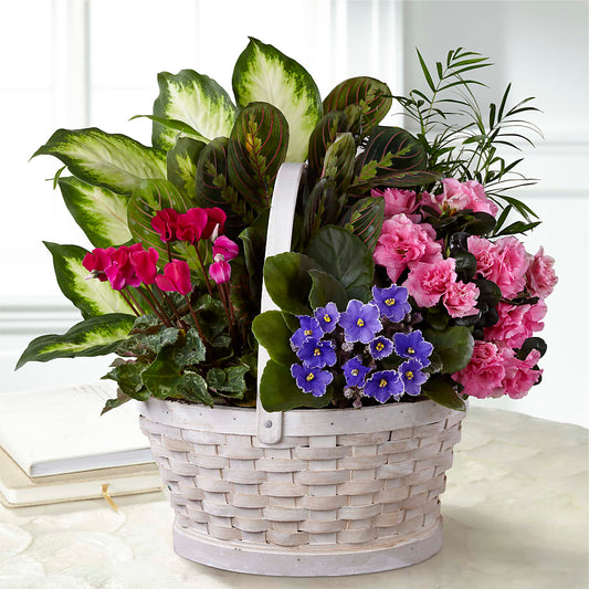 Peaceful Garden Planter –  Rosasxyasmin, Phoenix AZ