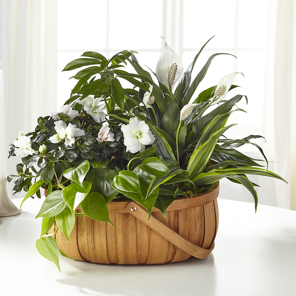 Serene Dishgarden –  Rosasxyasmin, Phoenix AZ