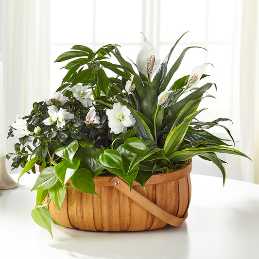 Serene Dishgarden –  Rosasxyasmin, Phoenix AZ