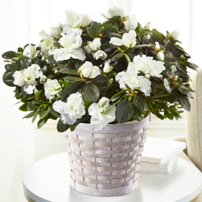 White Azalea Plant –  Rosasxyasmin, Phoenix AZ