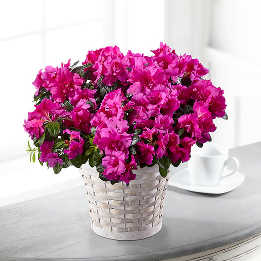 Hope & Serenity Azalea Plant –  Rosasxyasmin, Phoenix AZ