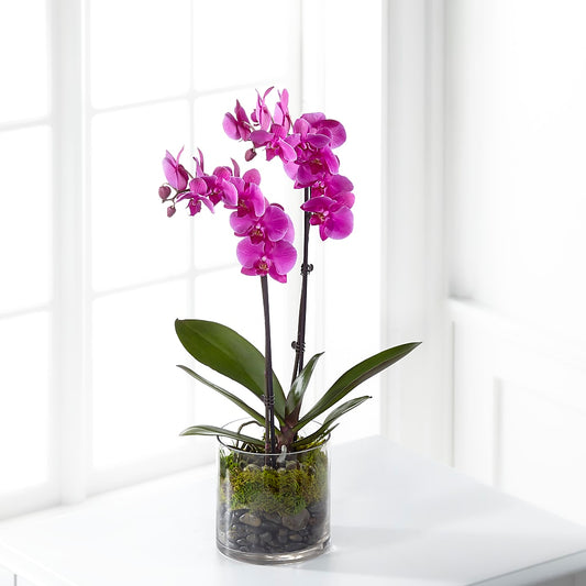 Pink Orchid Plant –  Rosasxyasmin, Phoenix AZ