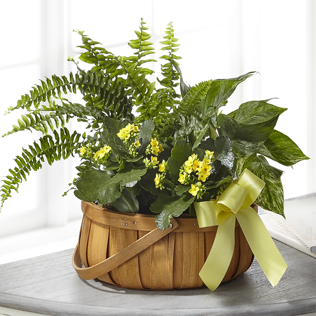 Always Dear Dishgarden –  Rosasxyasmin, Phoenix AZ