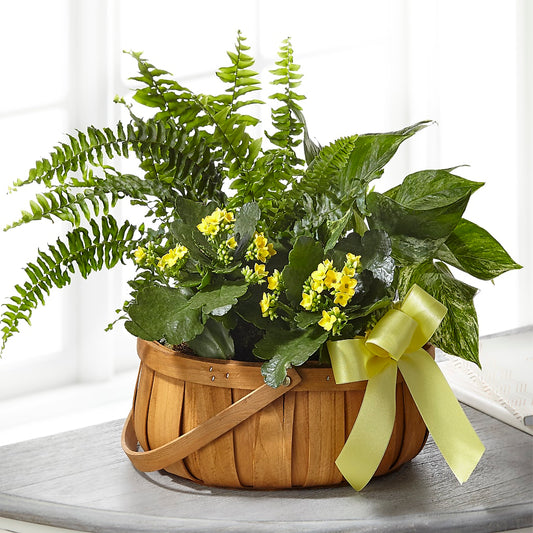 Always Dear Dishgarden –  Rosasxyasmin, Phoenix AZ