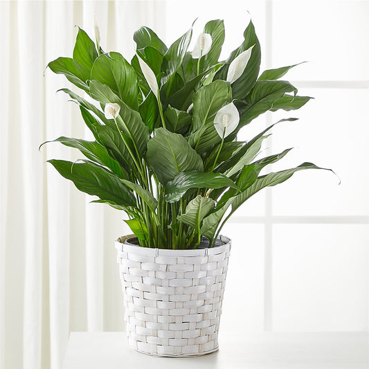 A New Leaf Peace Lily –  Rosasxyasmin, Phoenix AZ