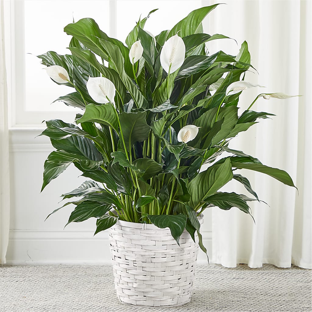 A New Leaf Peace Lily –  Rosasxyasmin, Phoenix AZ