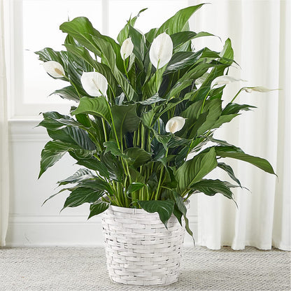 A New Leaf Peace Lily –  Rosasxyasmin, Phoenix AZ