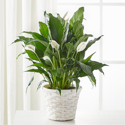 A New Leaf Peace Lily –  Rosasxyasmin, Phoenix AZ