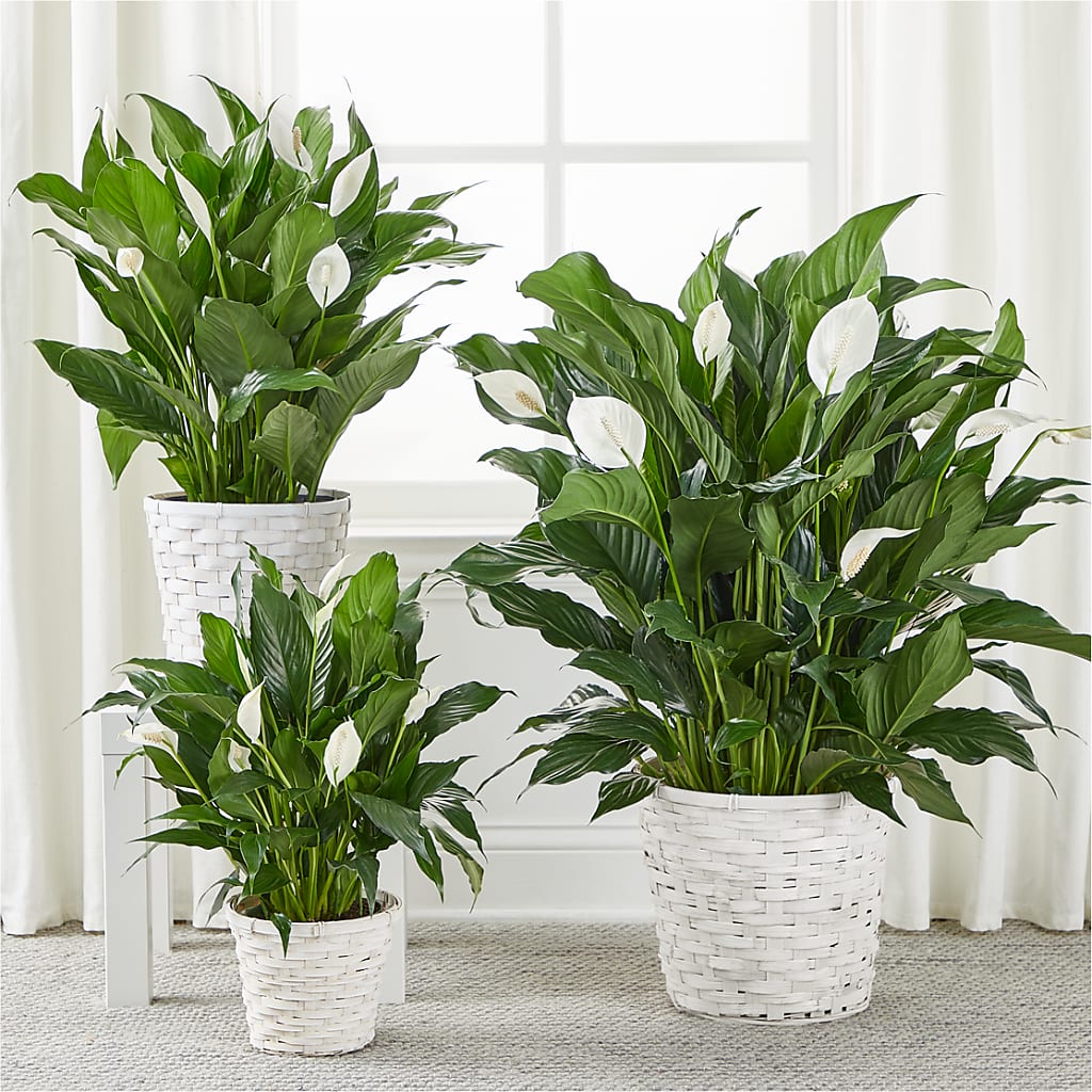 A New Leaf Peace Lily –  Rosasxyasmin, Peoria AZ