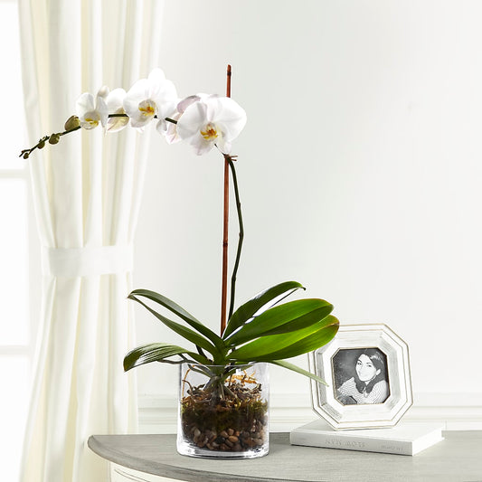 White Orchid Planter –  Rosasxyasmin, Phoenix AZ