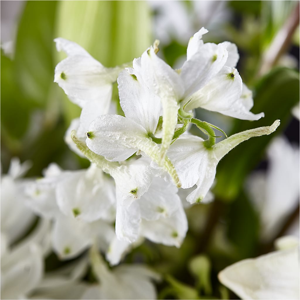 Classic Ivory – A Florist Original –  Rosasxyasmin, Peoria AZ